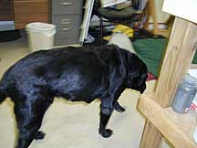 Labrador retriever with Yeast problem