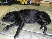 Labrador retriever with Yeast problem
