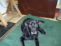 Labrador retriever with Yeast problem