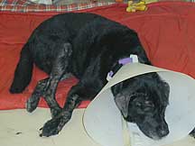 Labrador retriever with Yeast problem