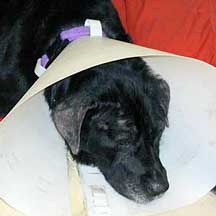 Labrador retriever coned head