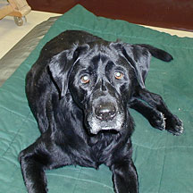 Labrador Retriever with Hepatits C