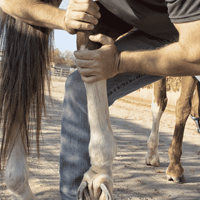 Chiropractor Checks Hocks and Stifle