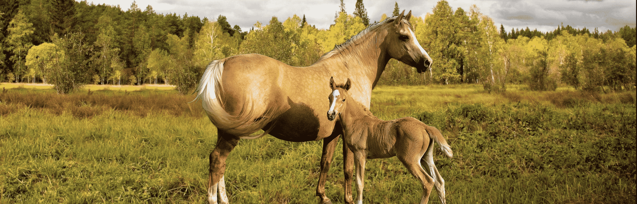 hdr-horse-growth-development-main Equine Growth & Development Issues