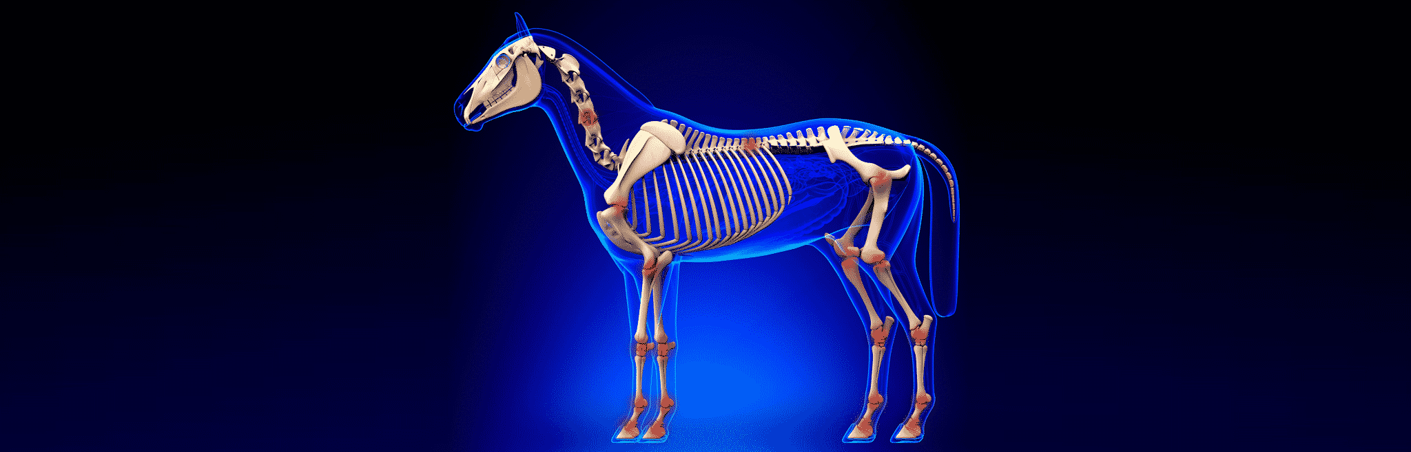 Horse Arthritis & Joint Health Support