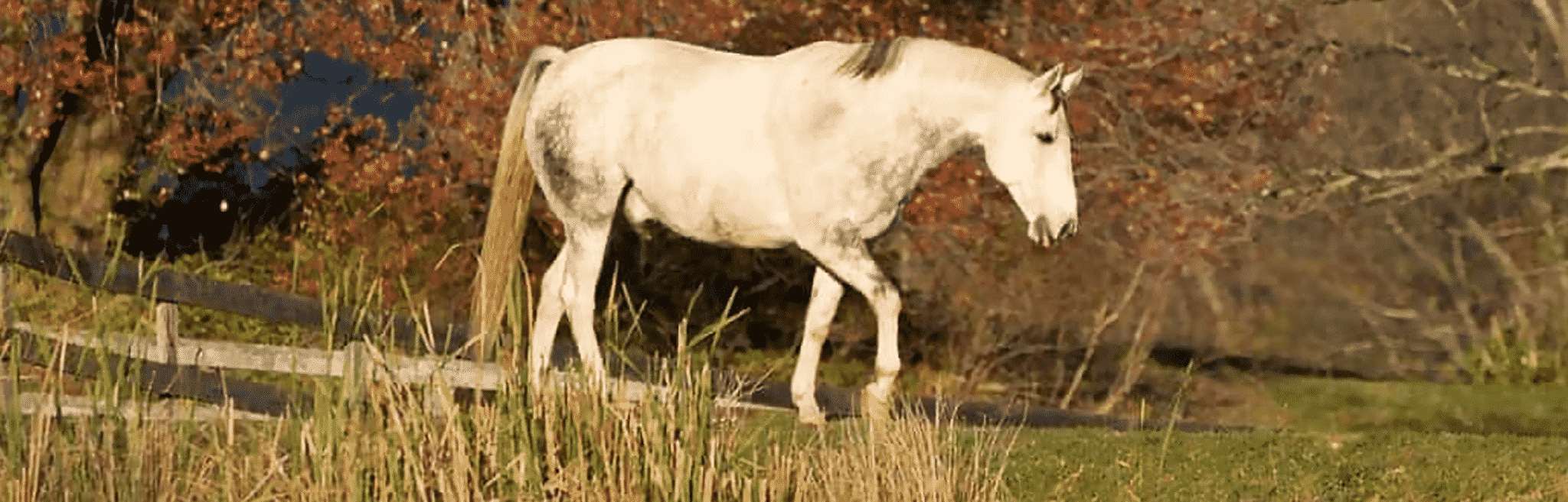 Lameness in Horses