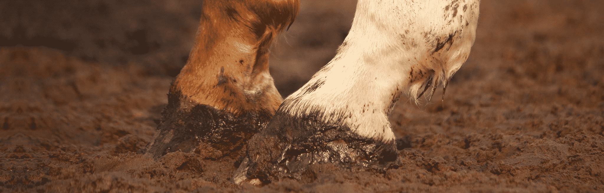 hdr-horse-mobility-sprains-strains Nutrtional Support for Lameness & Sprains in Horse