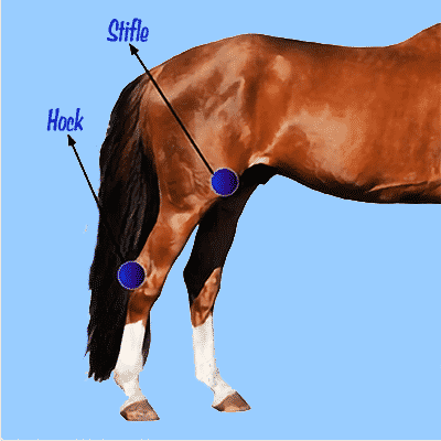 Hock or Stifle Problems in Horses