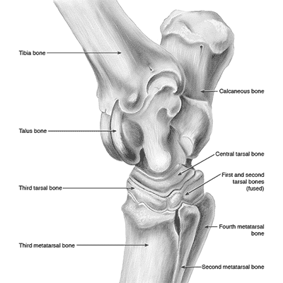 Graphic Image of a horses hock