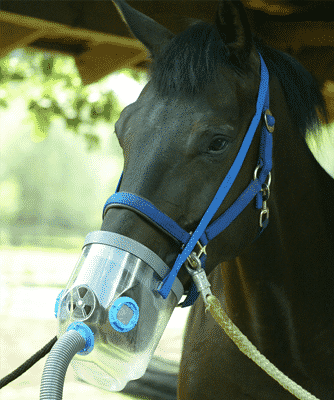 Pneumonia Conditions in Horses