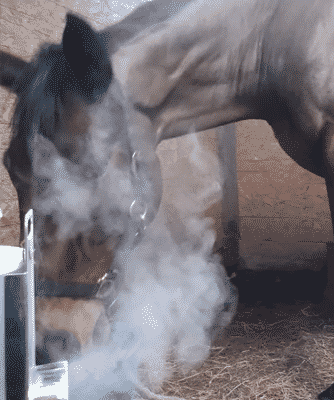 horse-breathing-vapors-featured-image Pneumonia Conditions in Horses