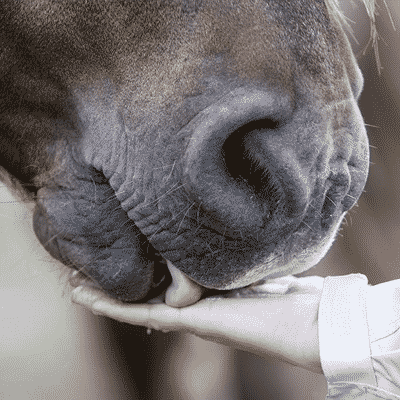 Horse eating Nzymes Granules from Owners Hand