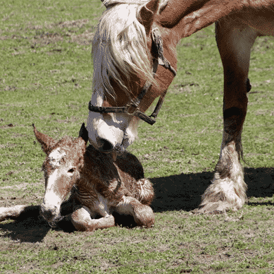 Pregnant Horse Cleaning Foal