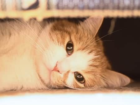 UTI and Urinary Troubles with Cats