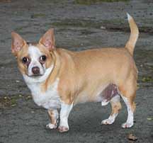 TiggerFinal Luxating Patella