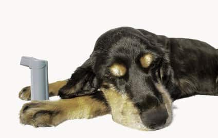 Asthma in Dogs