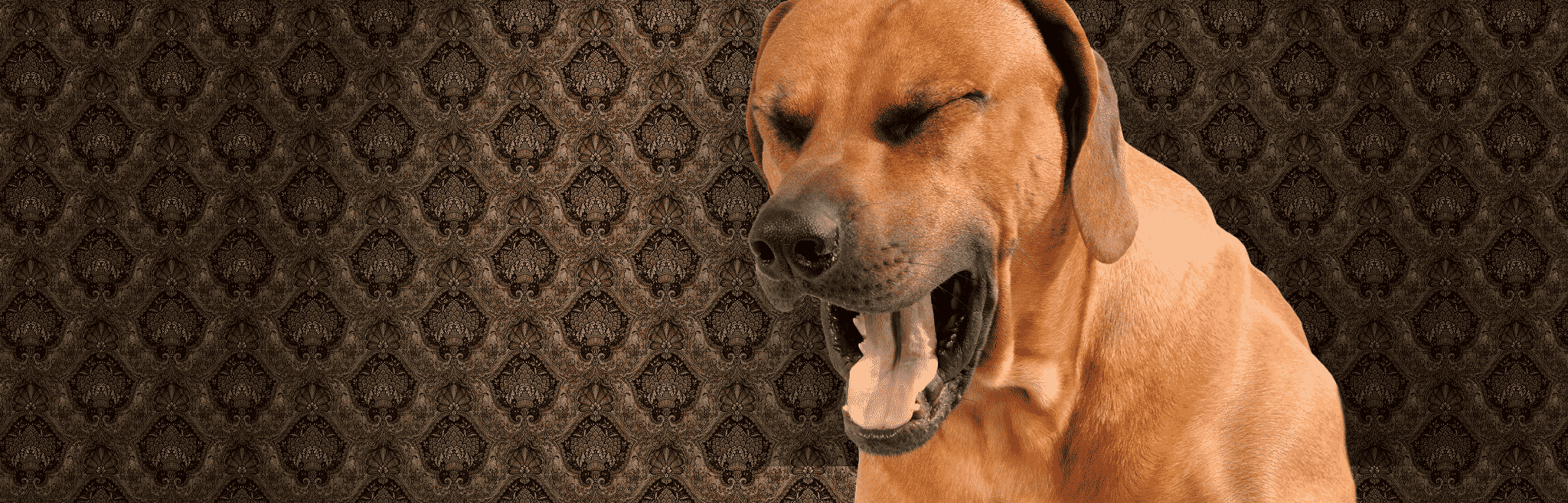 hdr-dog-asthma asthma in dogs