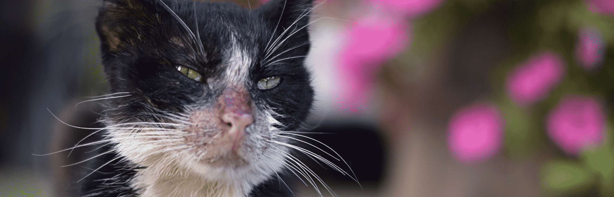 hdr-cat-metabolic-leaukemia Feline Leukemia
