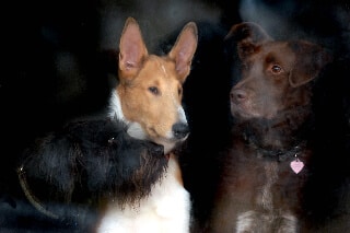 Smooth-Coat Collie and Seizure Concerns