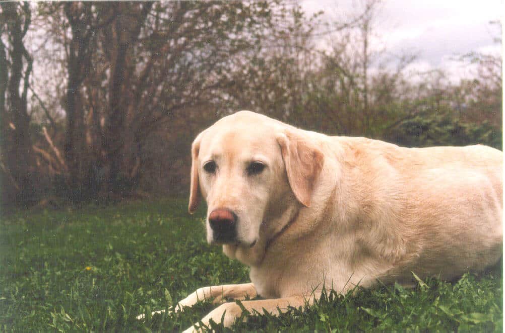 Kokanee, with Shoulder Injury & Recovery