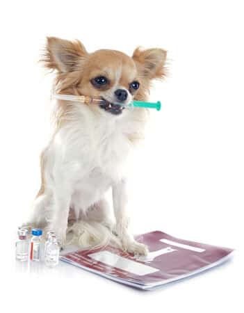 Vaccinating Your Pets: What to Know About Pet Vaccinations