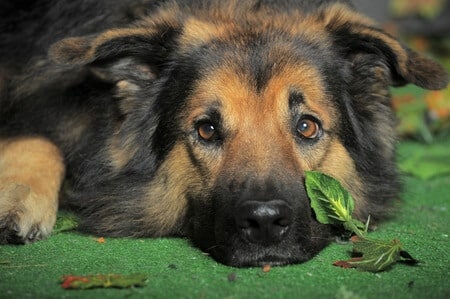 Dogs Overcoming Arthritis