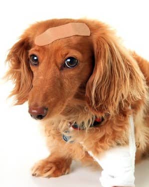 Injury, Surgery and Trauma in Dogs