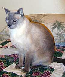 Lobo3 Cat, Lobo, recovers hepatitis