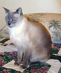 Lobo – Tonkinese Cat Overcoming Hepatitis C