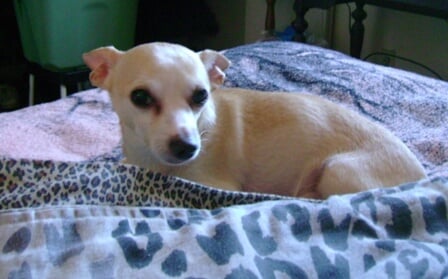 PeeWee2 pinched nerve -paralysis