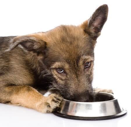 The Importance of Pet Nutrition