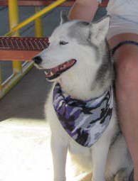 abbey_huskey2