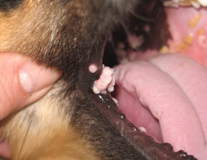 addie on may 17 oral papilloma growths