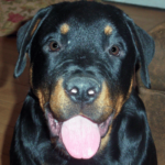 Apollo, Rottweiler Battles Ugly Oral Growths