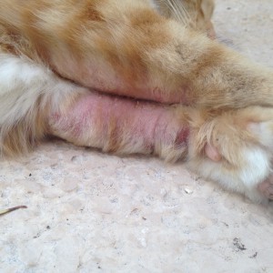 feline skin problem on arm