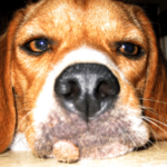 Cosmo: Beagle Resolve Oral Growth Issue Naturally