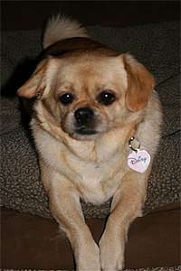 Daisy, Pekingese sees Disc Disease Relief