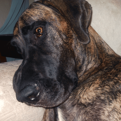 duke-after-last Duke Says Goofbye to Oral Growths
