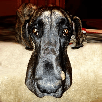duke-before-1 Duke with Oral Growth Near Nose
