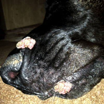 duke-before-3 Dog with oral mouth growths