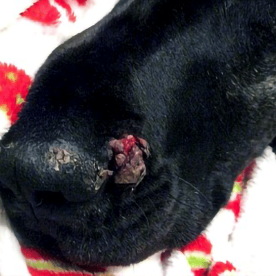 duke-before-4 Oral Growth Near Nose on Great Dane