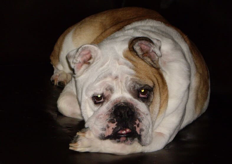 Savanna, Bulldog Overcomes Serious Skin & Ear Issues