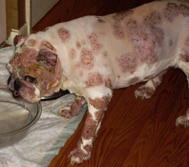 How Long Do Cat Hot Spots Take To Heal How Long Do Cat Hot Spots Take To Heal