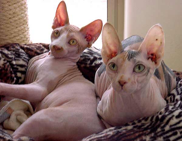 yoko_kerr_orig Yoko the Sphinx Cat with Sinus issues