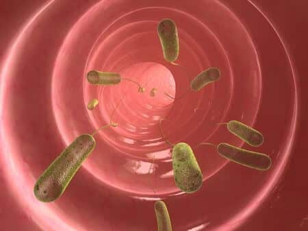 FoodPoisonDogs FOOD Poisoning example