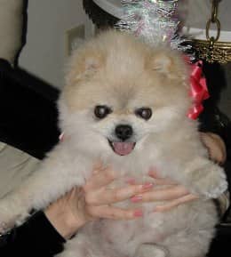 Pomeranian arthritis