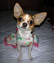 Abby, Chihuahua with Pneumonia Struggles to Overcome