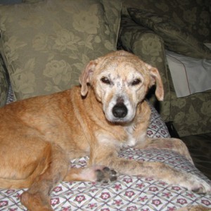 golden retriever hair loss problem golden retriever suffered hair loss itchy blackened skin golden retriever hair loss problem golden retriever suffered hair loss itchy blackened skin
