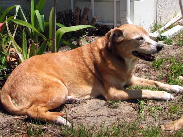 Ginger, Finally Free of Horrific Dog Skin Problems