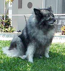 beautiful Keeshond Kabuki